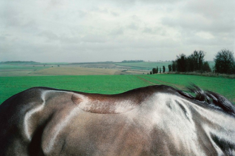 tim-flach_equus-20