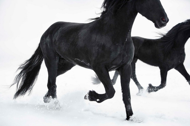 tim-flach_equus-22
