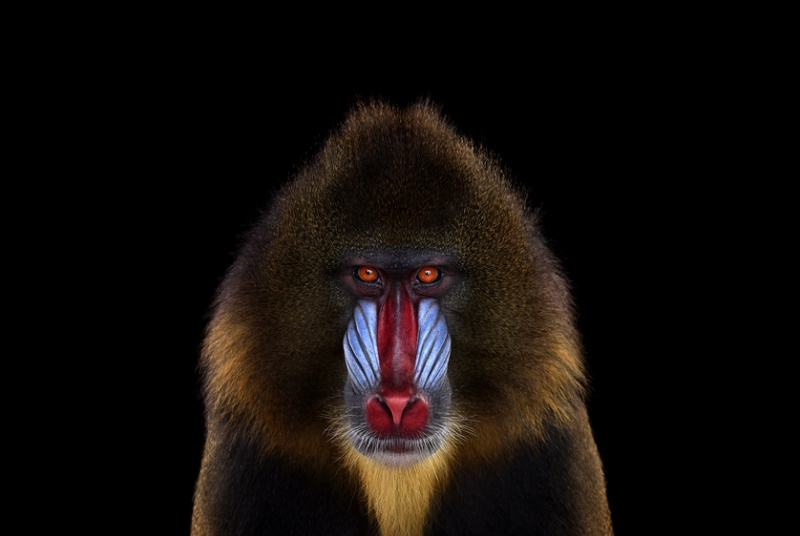 brad-wilson-01