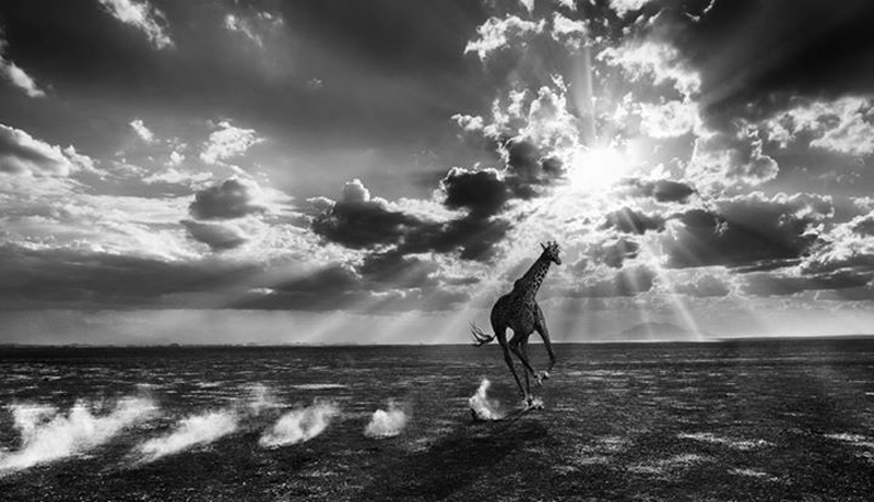 david-yarrow-01