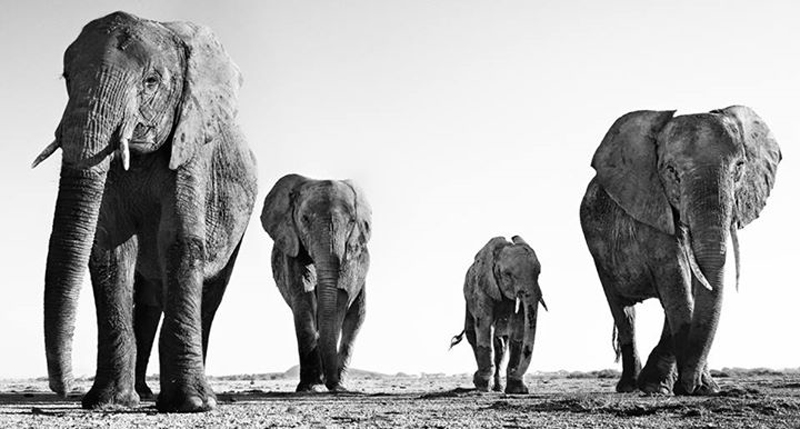 david-yarrow-02