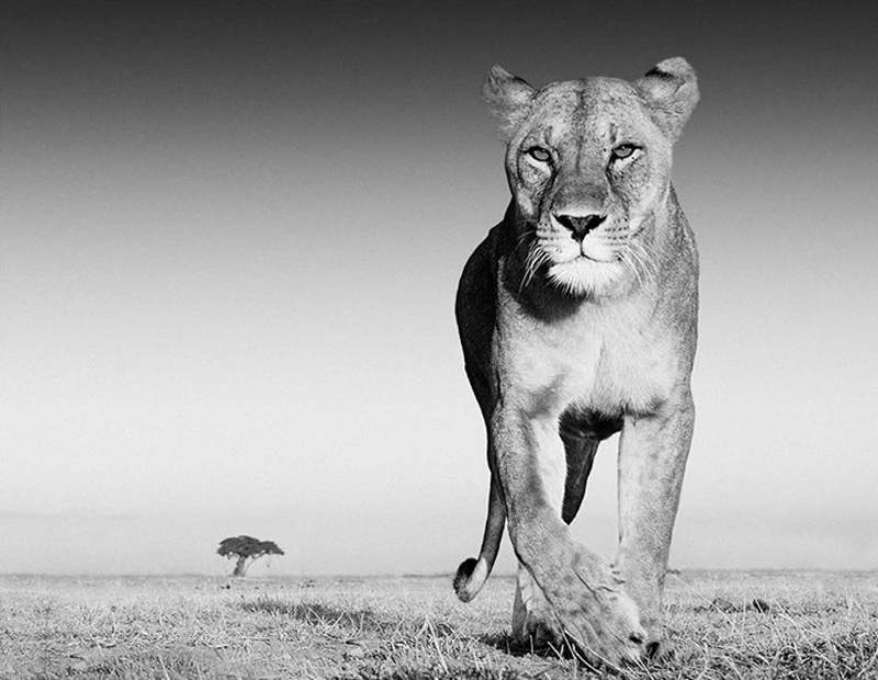 david-yarrow-03