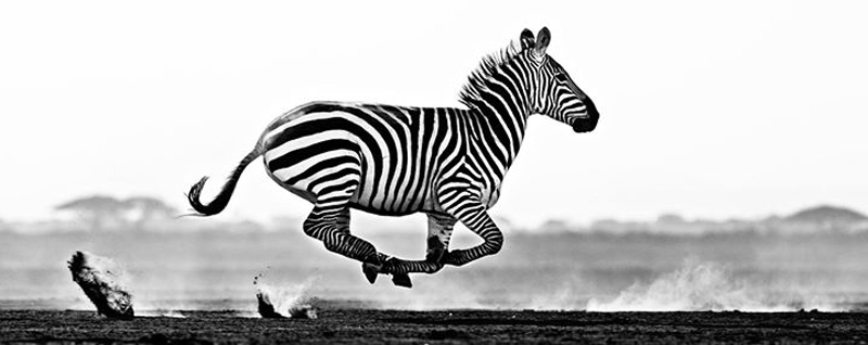david-yarrow-06