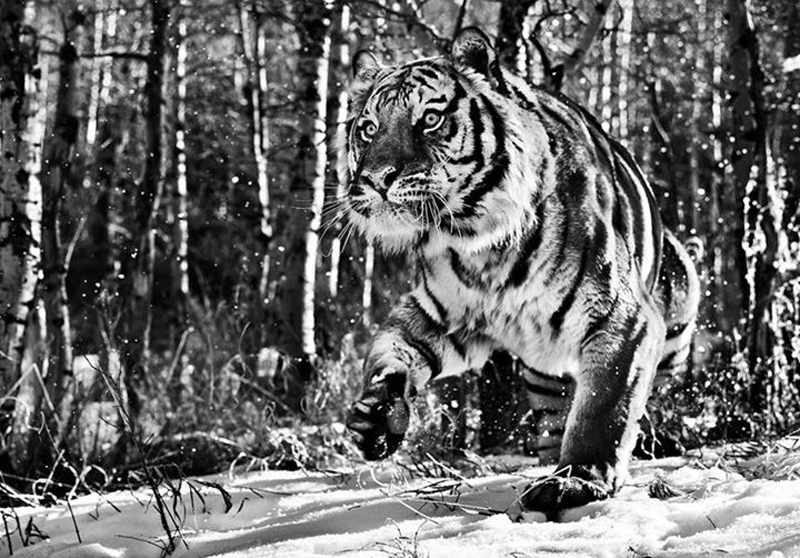 david-yarrow-07