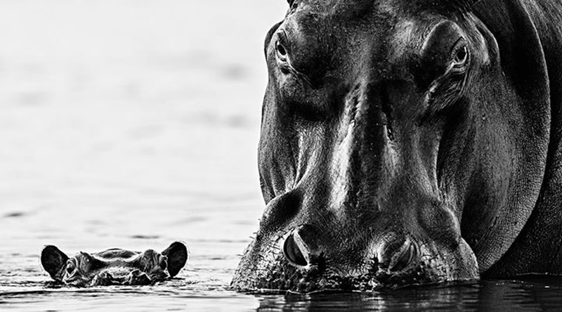 david-yarrow-09