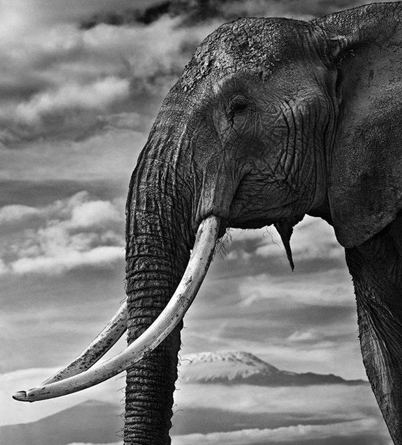 david-yarrow-11