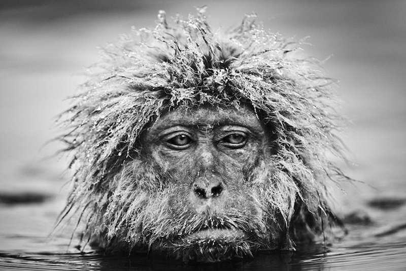 david-yarrow-15