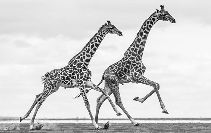 david-yarrow-18