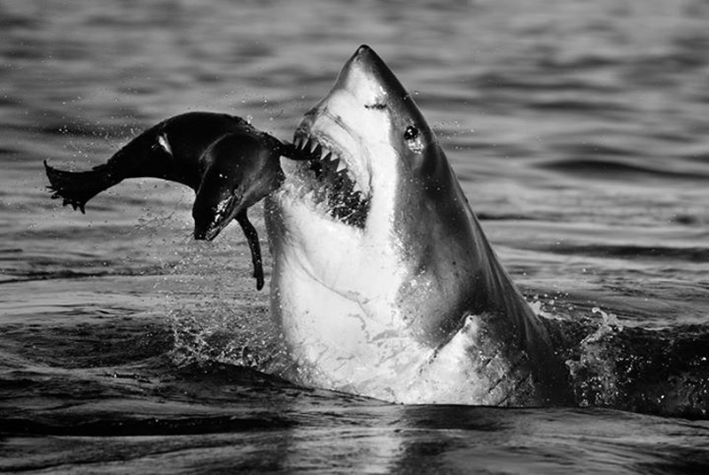 david-yarrow-19