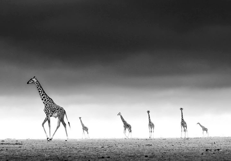 david-yarrow-20