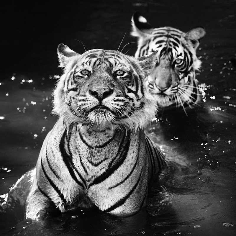 david-yarrow-22